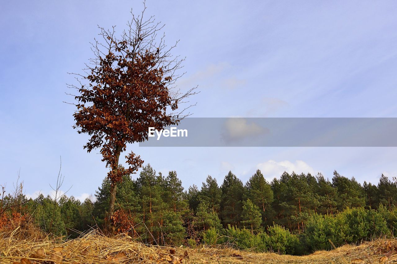 TREE ON FIELD AGAINST SKY