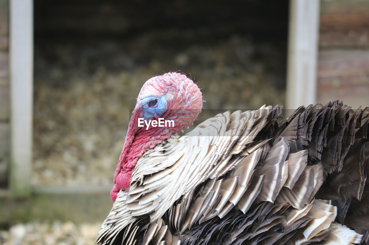 CLOSE-UP OF BIRDS