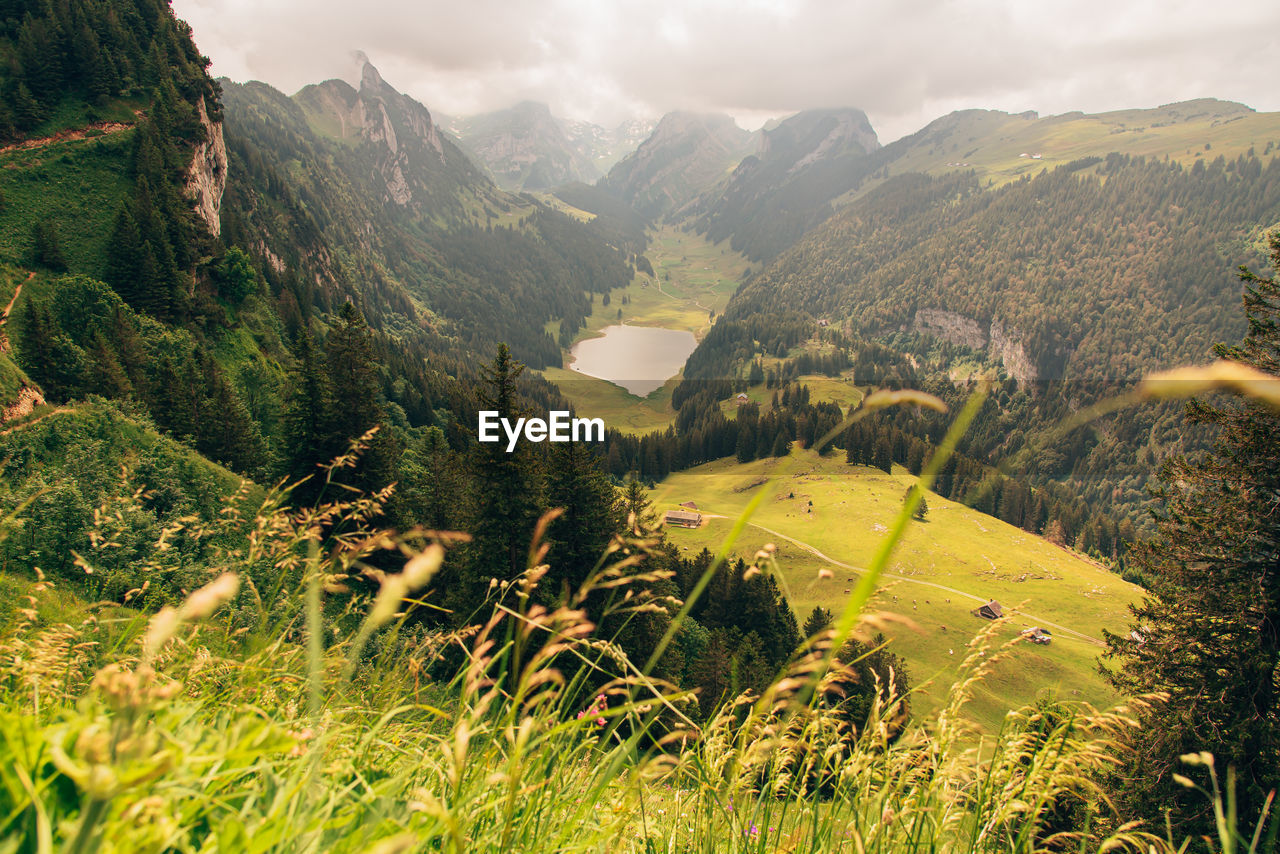 SCENIC VIEW OF TREES AND MOUNTAINS AGAINST SKY