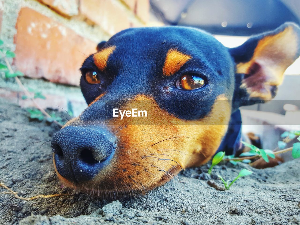 Close-up portrait of miniature pinscher resting on field