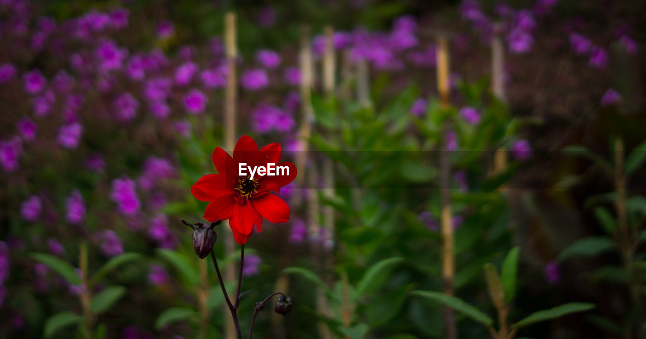 Close-up of flowers blooming outdoors