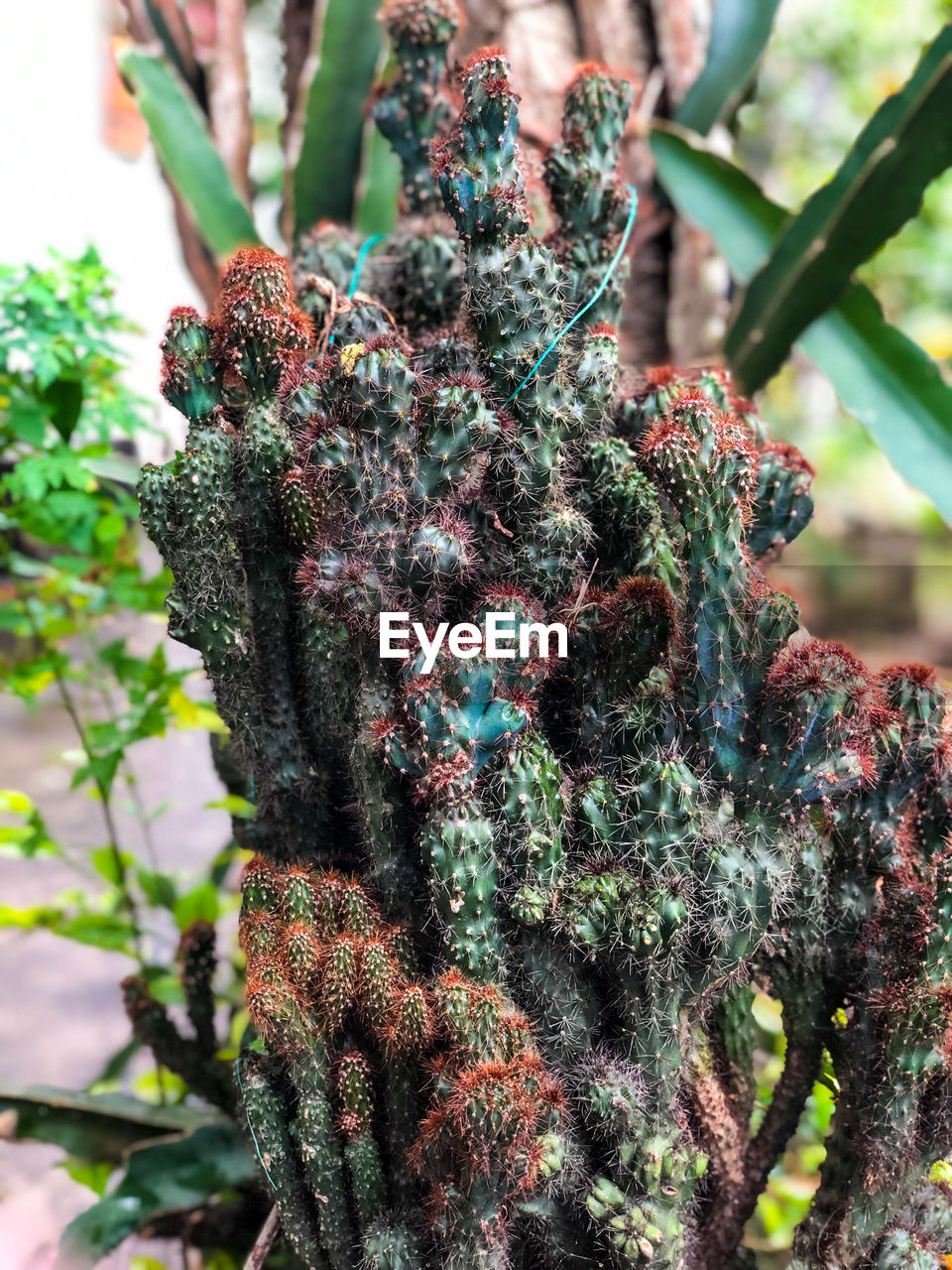 CLOSE-UP OF SUCCULENT PLANT AGAINST TREE TRUNK