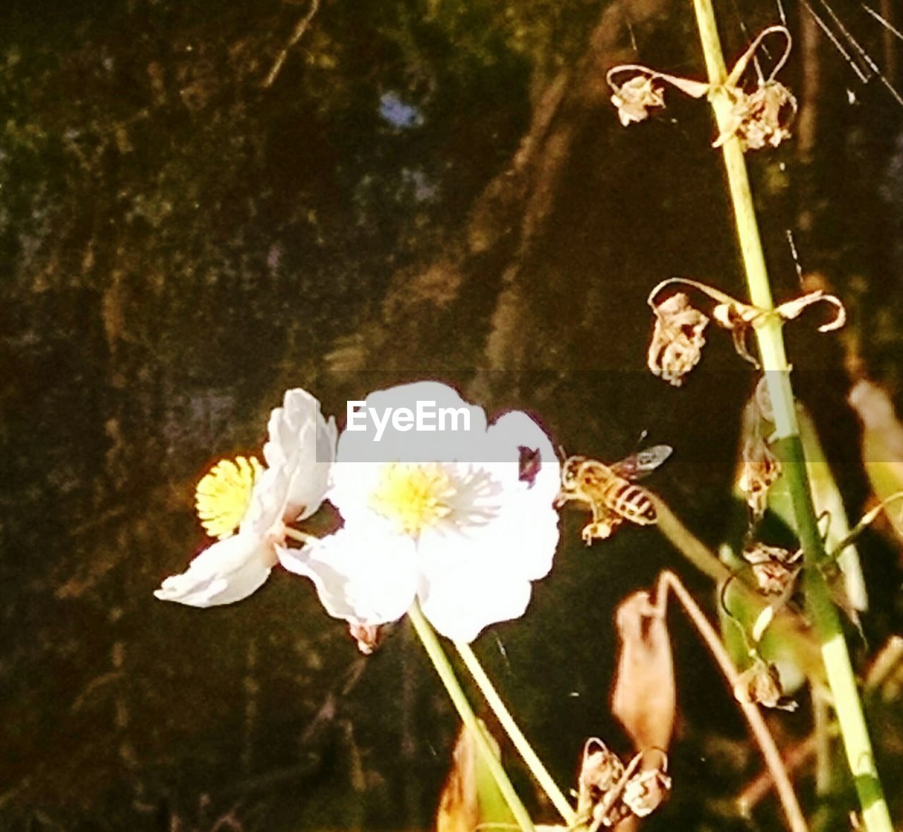 CLOSE-UP OF FRESH WHITE FLOWER BLOOMING IN TREE