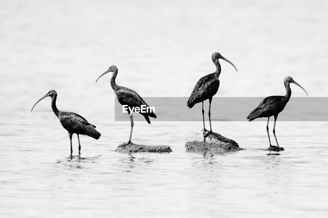 Glossy ibises stand in the middle of a lake in the midday