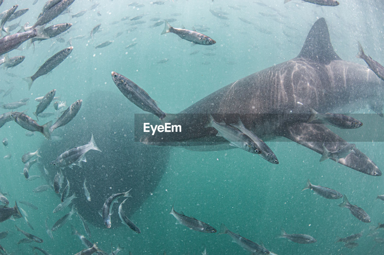 VIEW OF FISH SWIMMING IN SEA