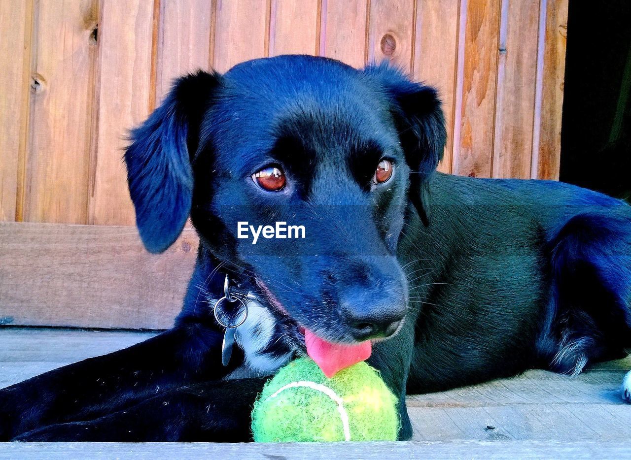 CLOSE-UP OF DOG WEARING BLACK