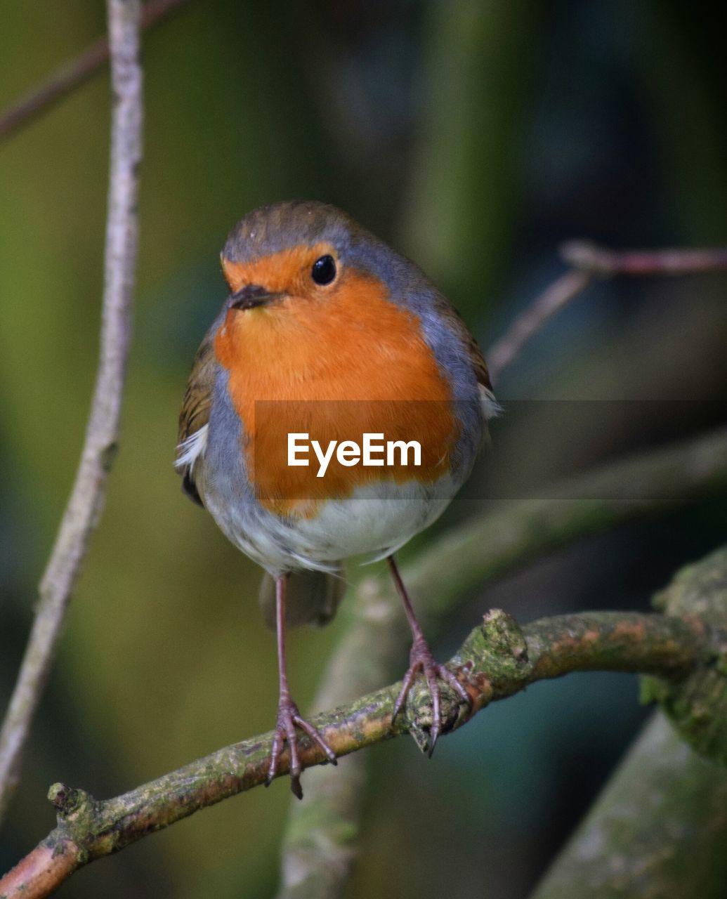 CLOSE-UP OF BIRD ON BRANCH