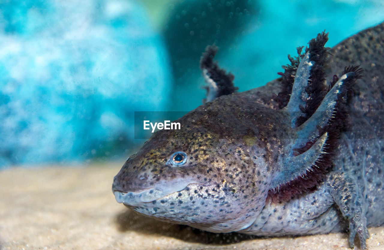 CLOSE-UP OF FISH SWIMMING