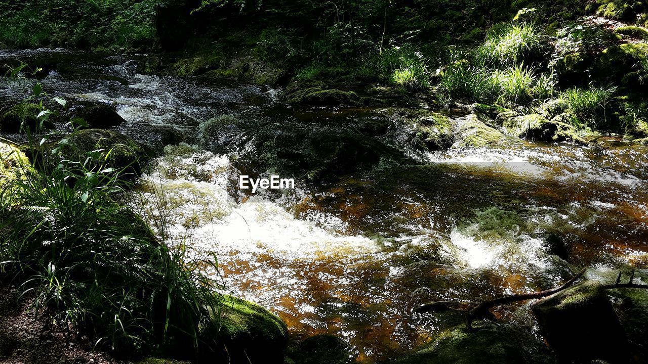 SCENIC VIEW OF RIVER IN FOREST