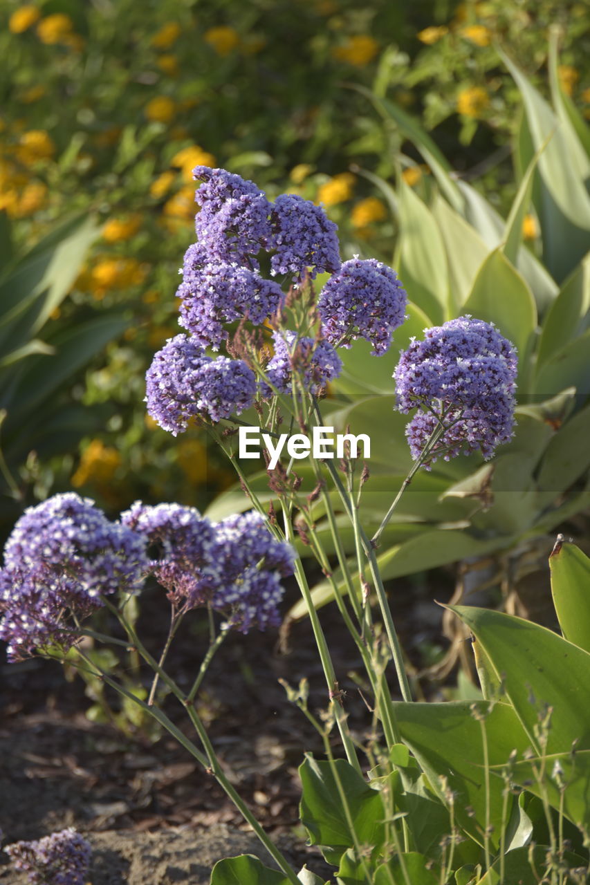 CLOSE-UP OF PURPLE FLOWERING PLANTS ON LAND