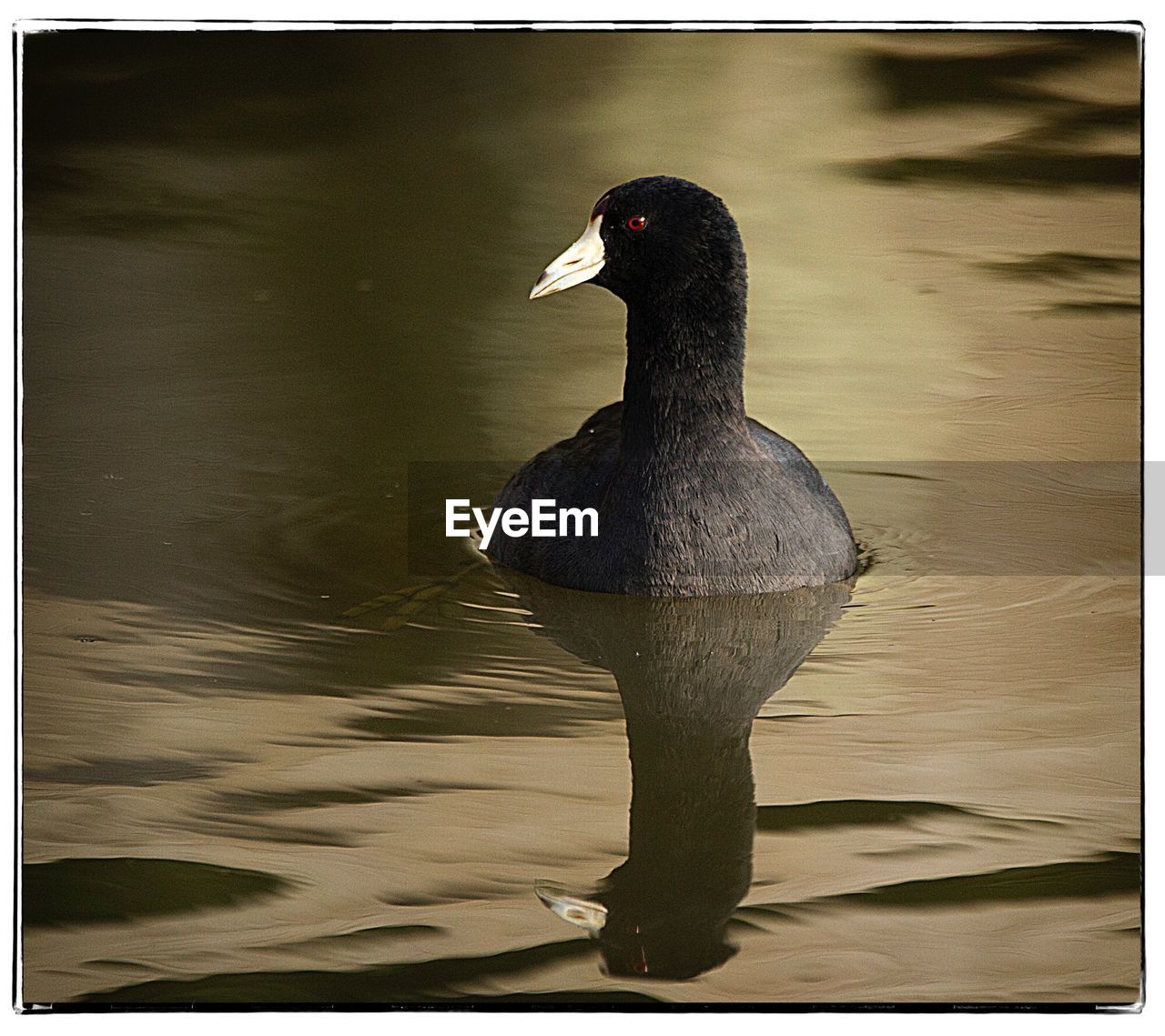 CLOSE-UP OF DUCK IN LAKE