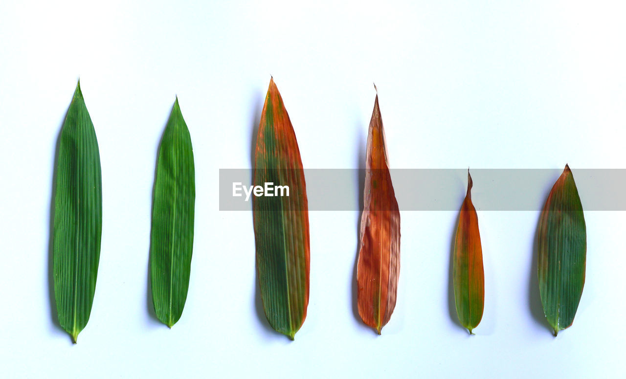 Close-up of multi colored bamboo against white background