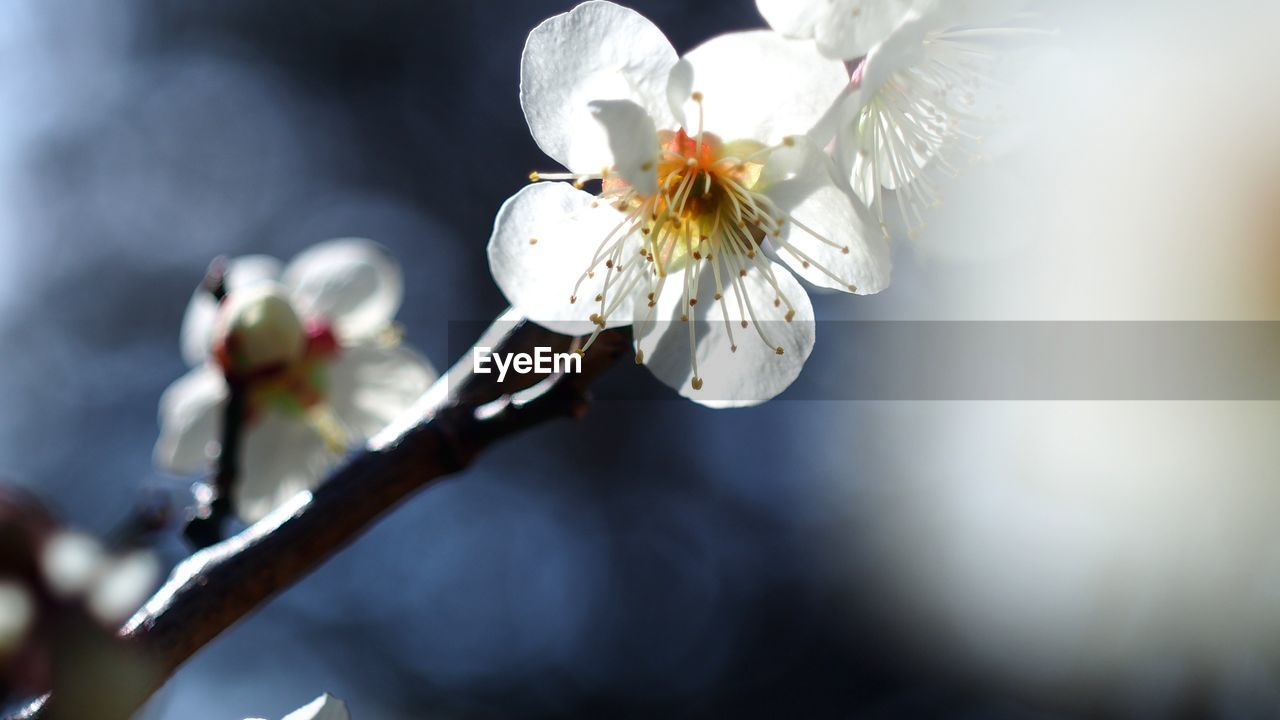 Close-up of white apple blossoms in spring