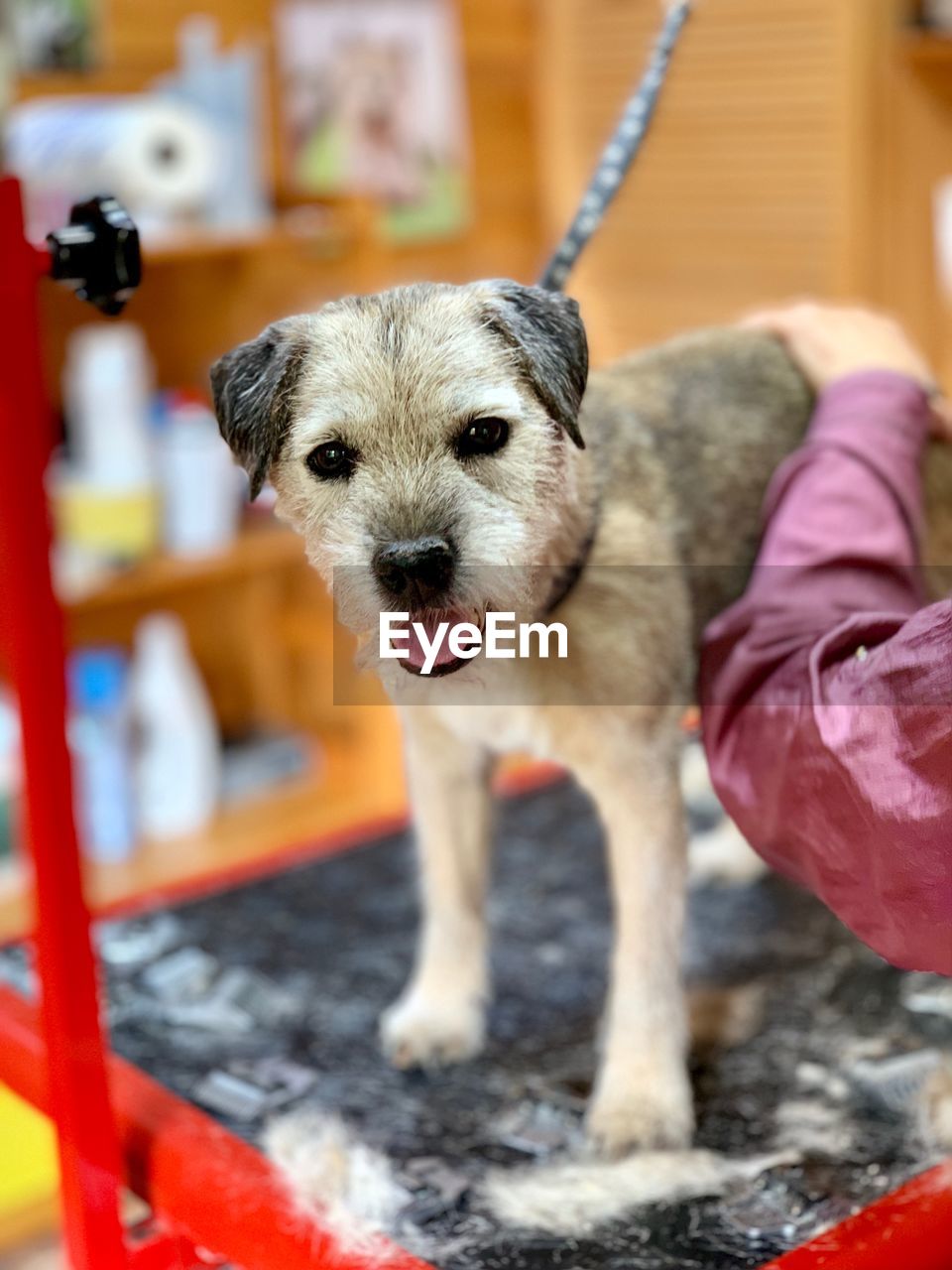 Cropped hand touching dog at pet grooming salon