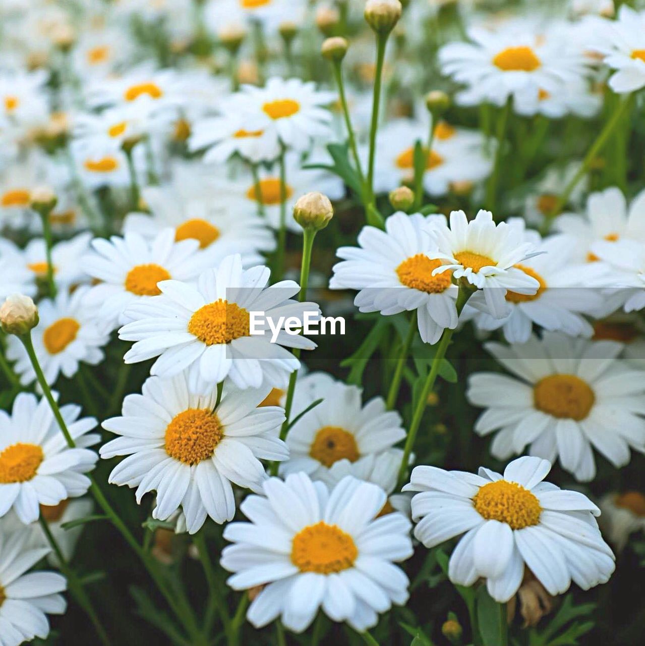 Fresh white daisy flowers blooming in field