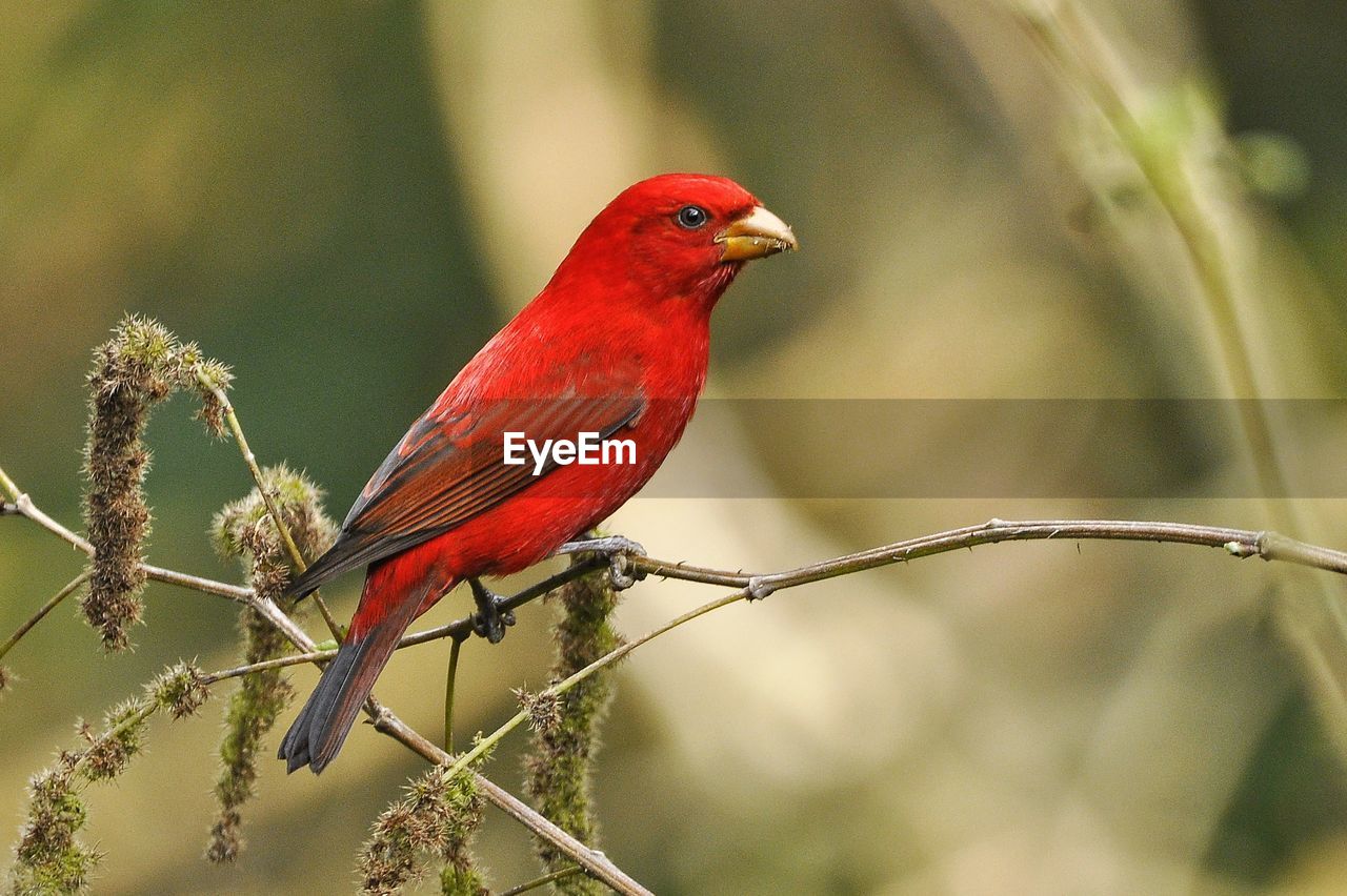 bird, animal themes, animal, animal wildlife, red, beak, wildlife, one animal, perching, nature, branch, tree, beauty in nature, plant, tropical bird, cardinal - bird, no people, multi colored, focus on foreground, songbird, outdoors, full length, environment, forest