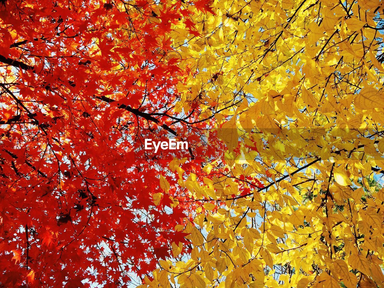 Full frame shot of autumn trees