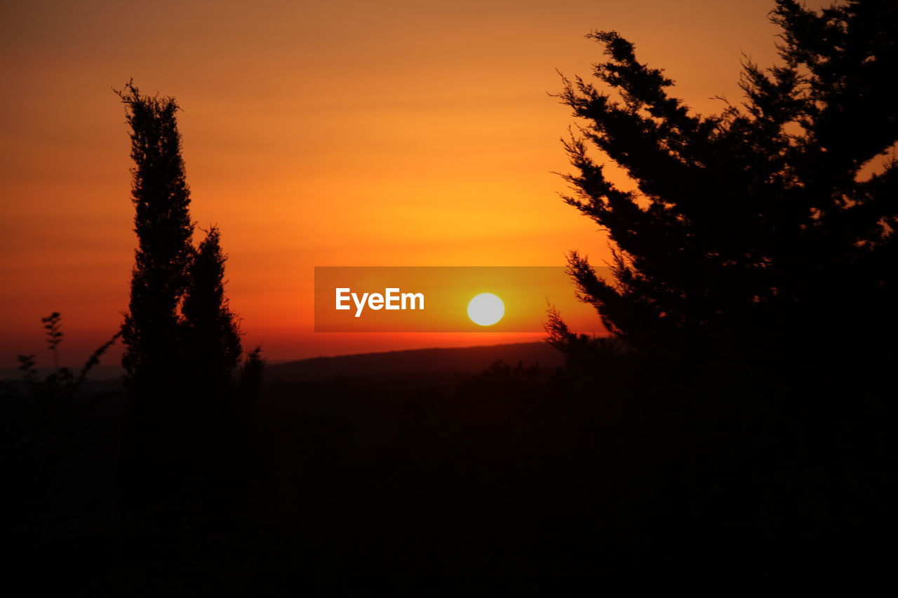 SILHOUETTE TREE AGAINST ORANGE SKY