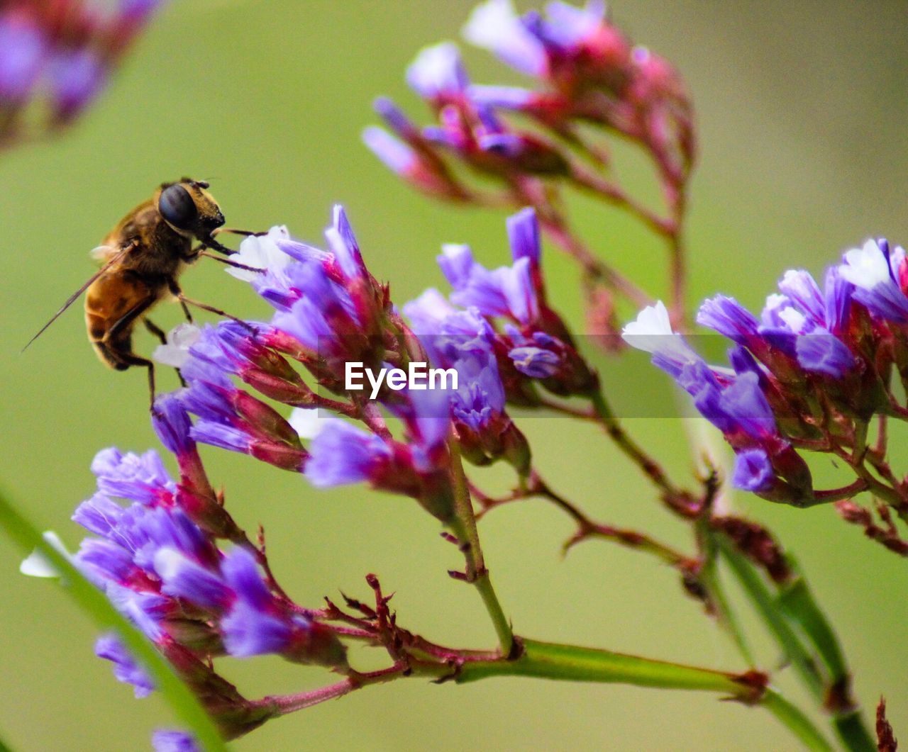 BEE POLLINATING ON PURPLE FLOWERS