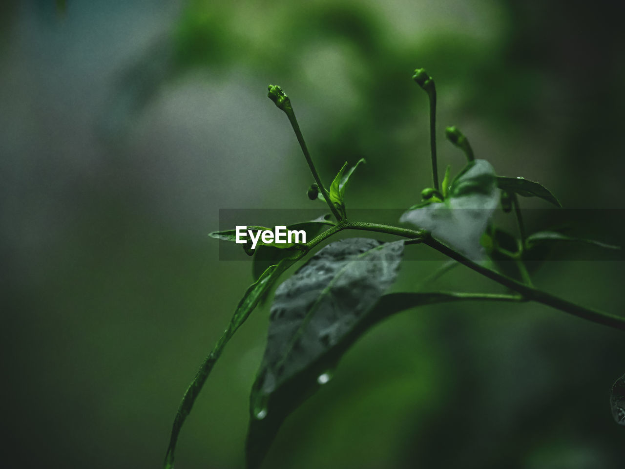CLOSE-UP OF GRASSHOPPER