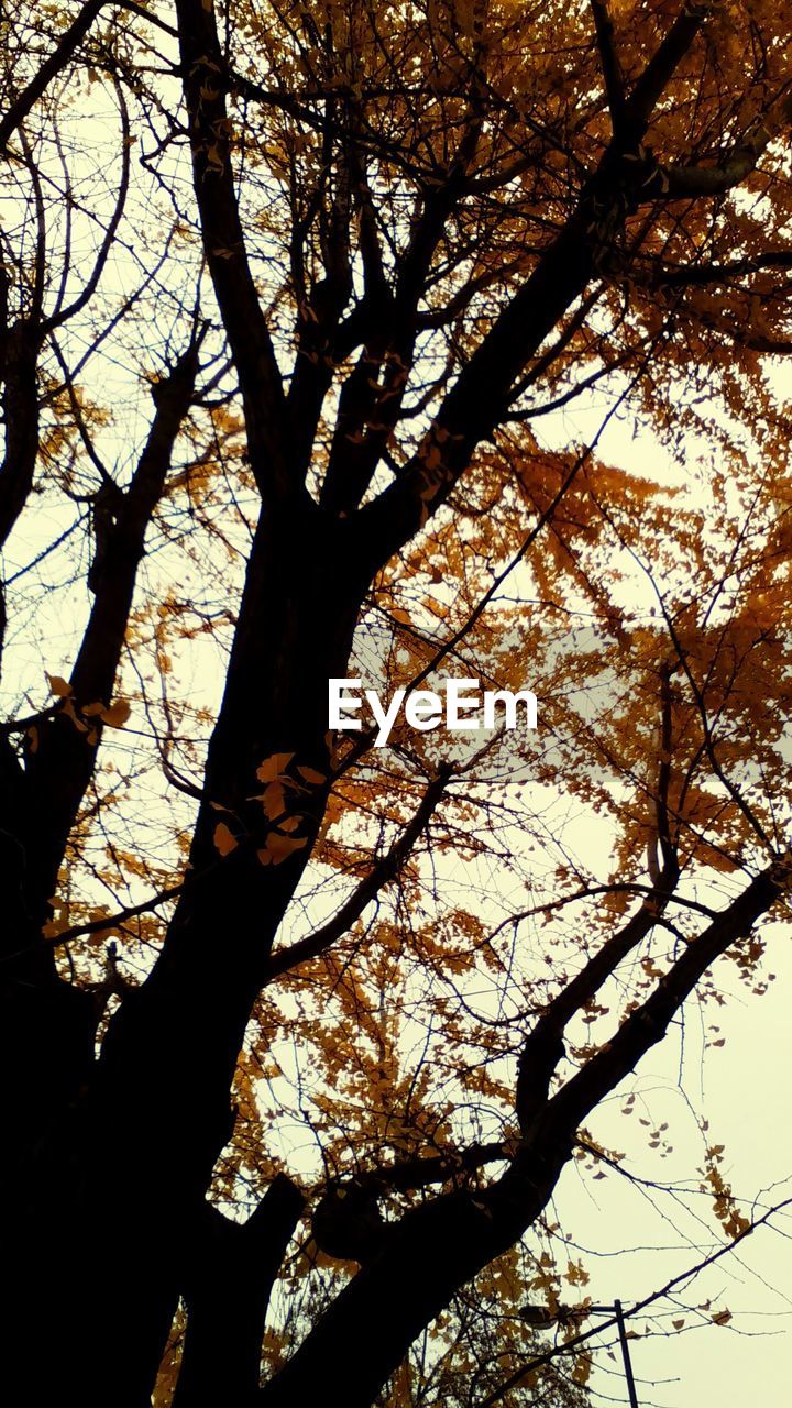 LOW ANGLE VIEW OF BARE TREES AGAINST SKY