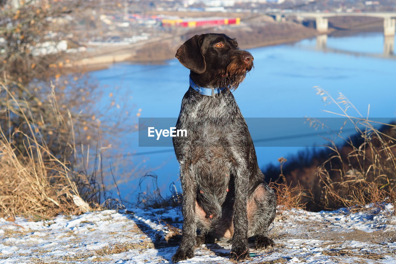 A hunting dog waits for its owner on the river bank. high quality photo