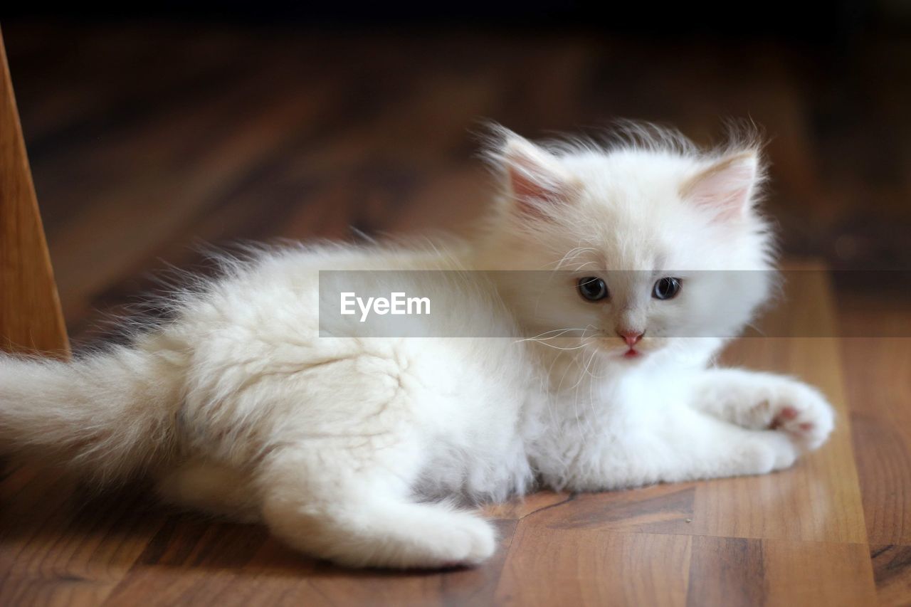 Siberian cat kitten 