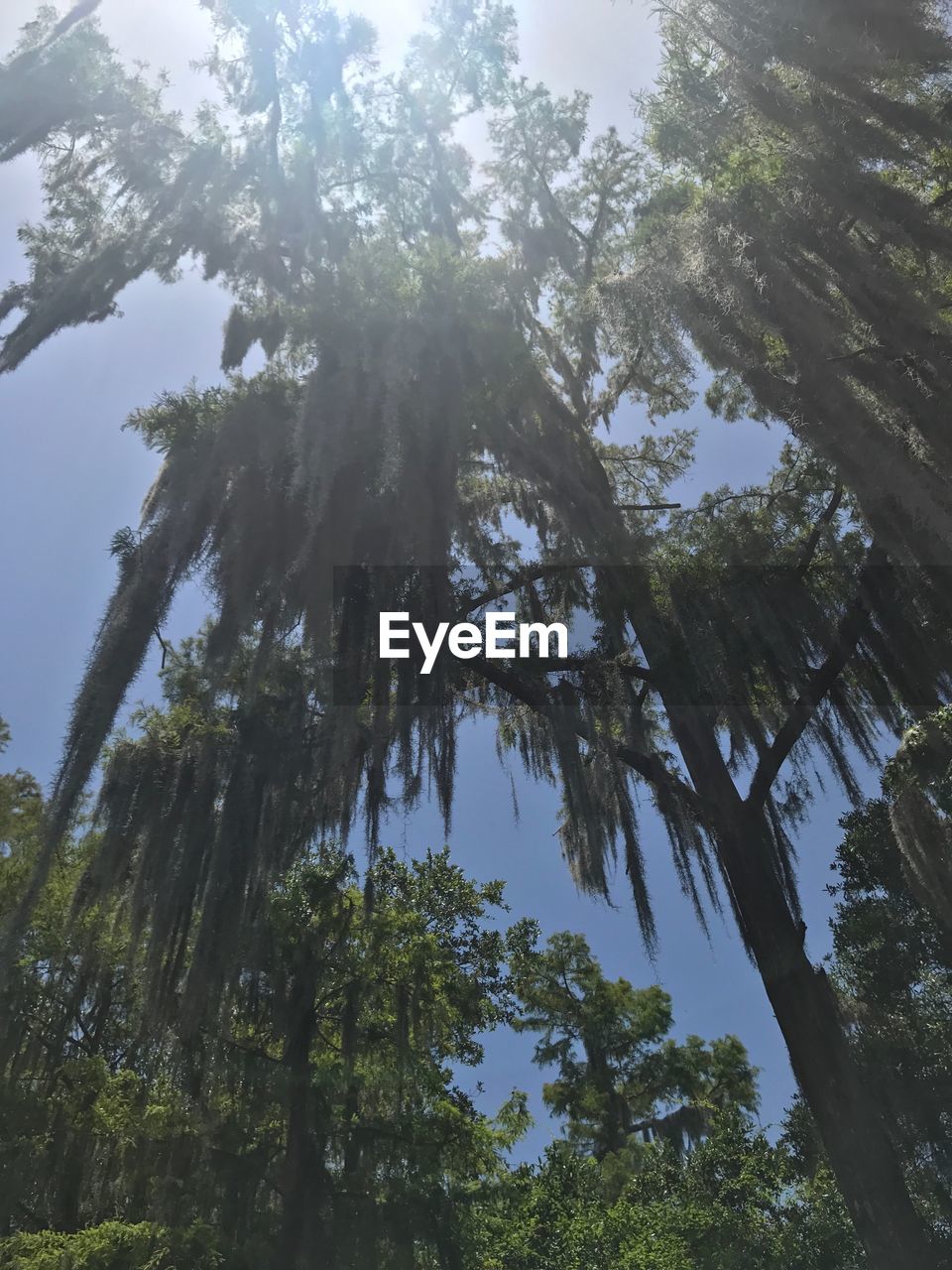 LOW ANGLE VIEW OF TREE IN FOREST