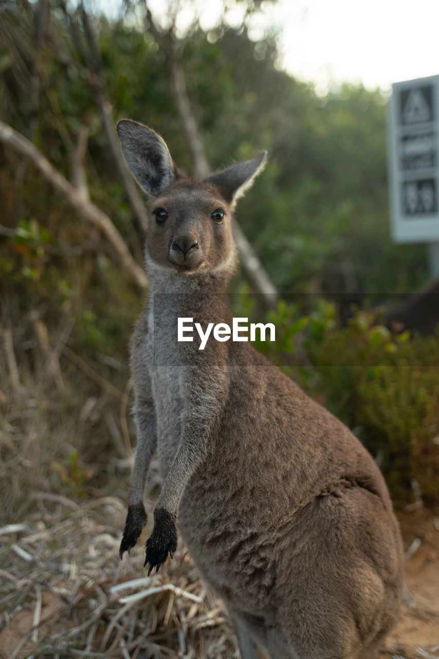 Kangaroo in australia
