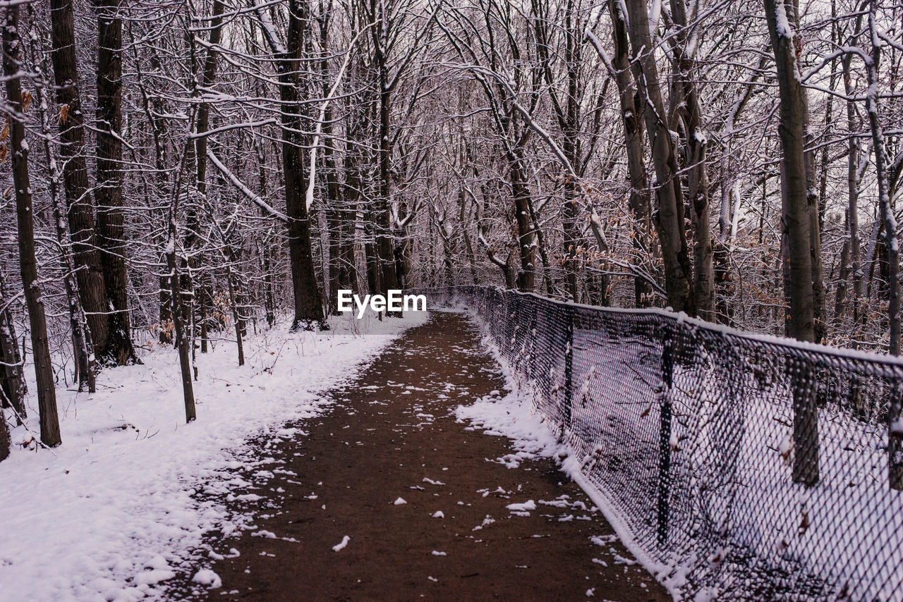 TREES IN SNOW AGAINST SKY