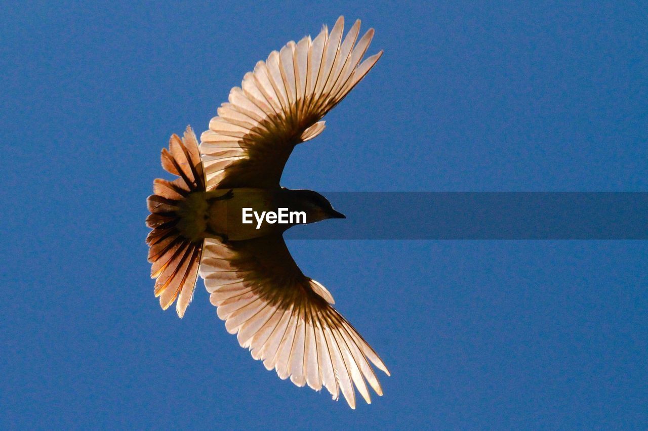 Low angle view of eagle flying against clear blue sky