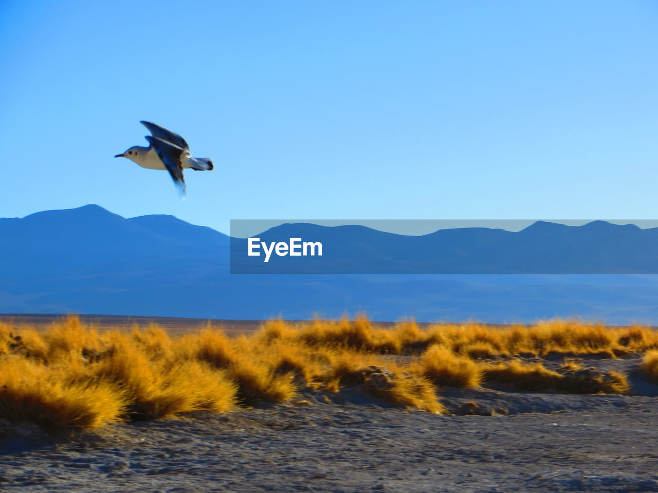 Bird flying over lake against mountains