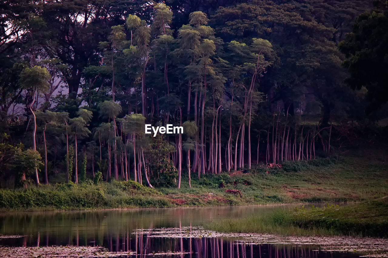 Scenic view of lake in forest