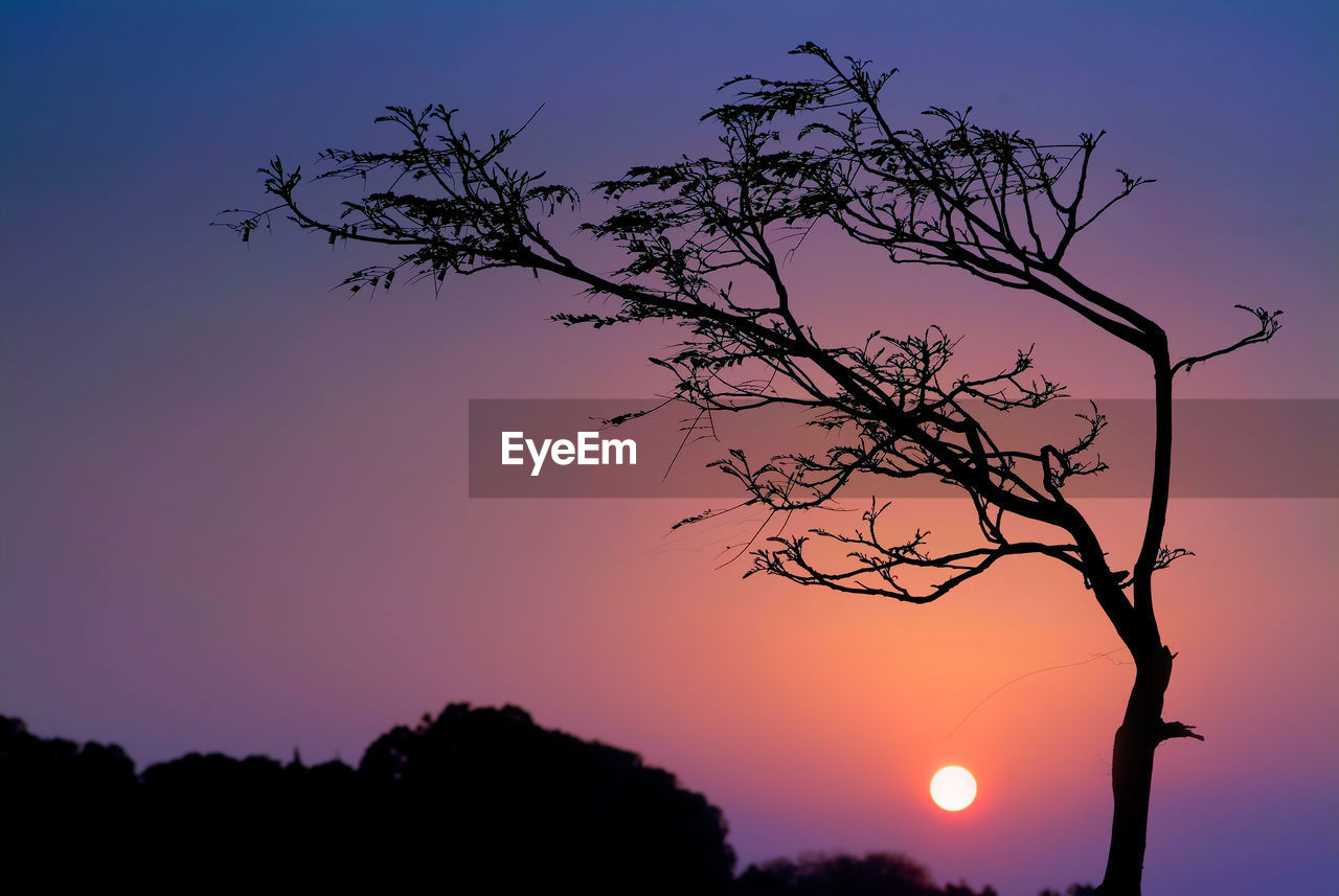 Silhouette of trees at sunset