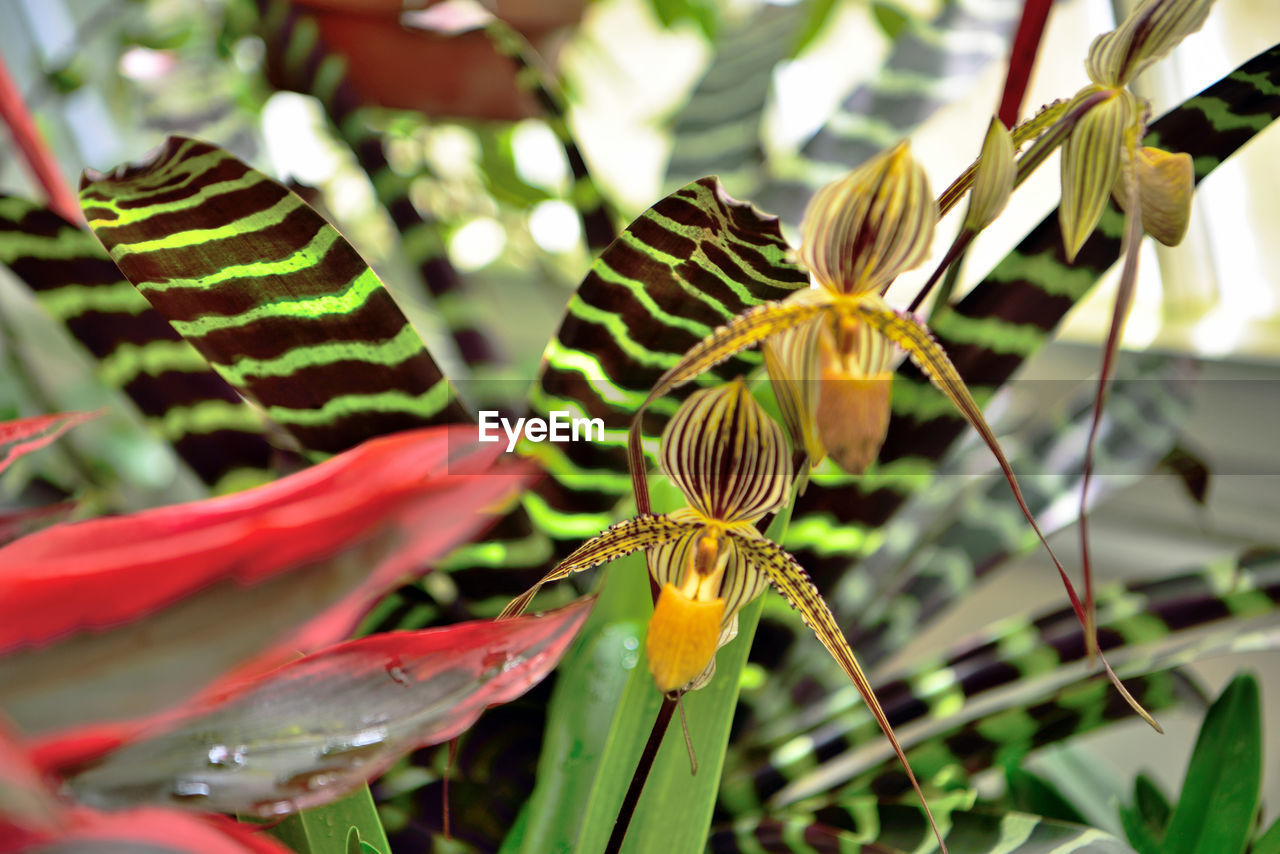 CLOSE-UP OF FLOWERS