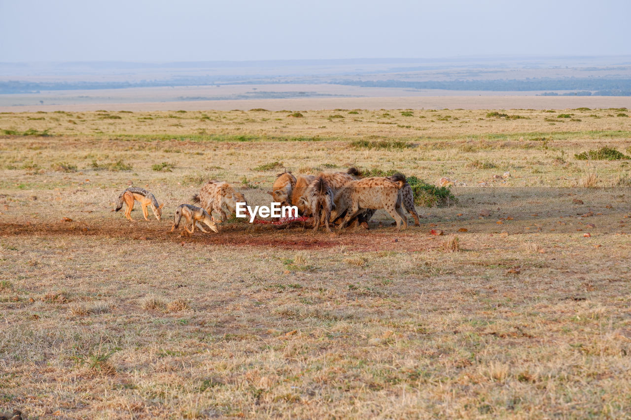 A pack of hyenas fights over and devours a wildebeest carcass while jackals linger nearby