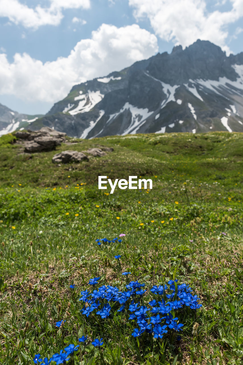 Scenic view of grassy field and mountains against sky