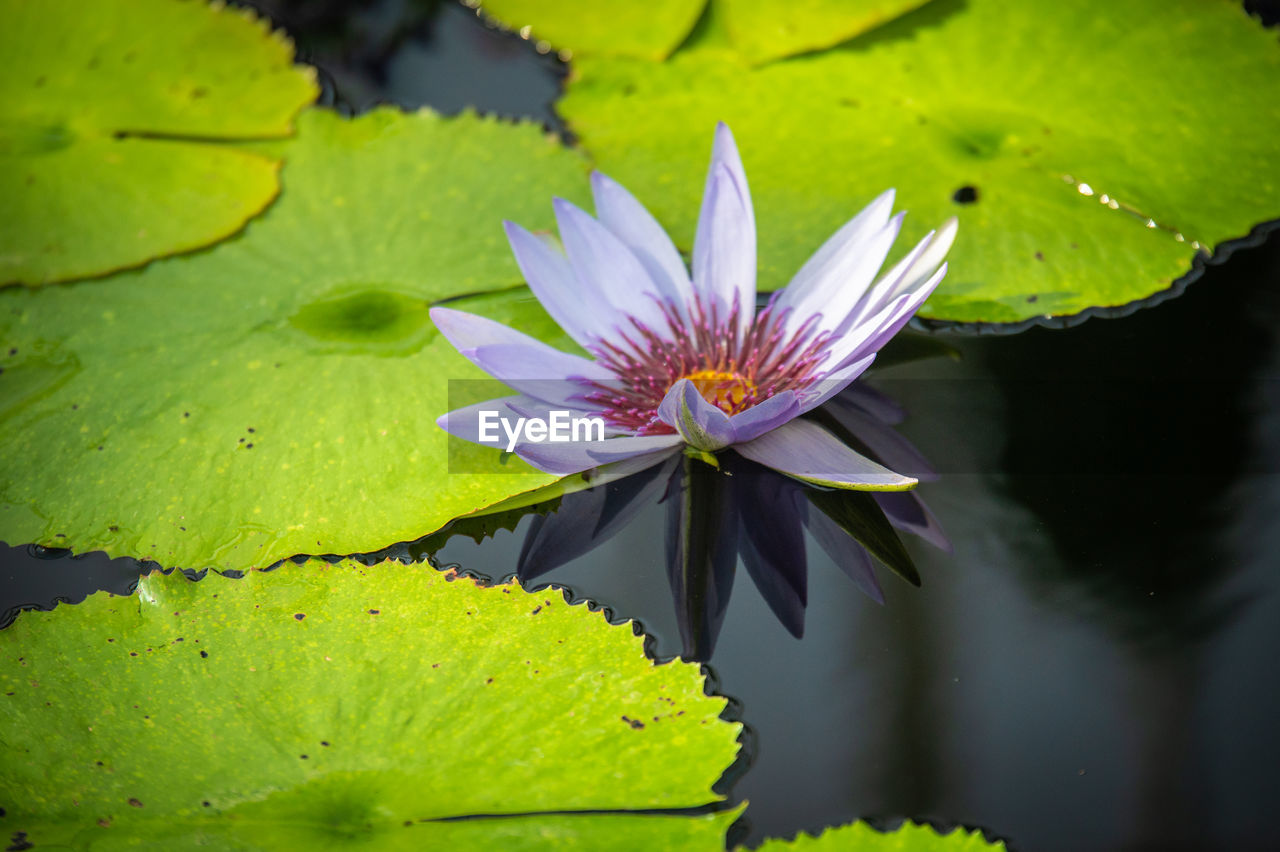 flower, flowering plant, green, plant, nature, water lily, freshness, yellow, beauty in nature, water, leaf, pond, macro photography, plant part, close-up, flower head, fragility, inflorescence, floating, petal, floating on water, lotus water lily, lily, growth, blossom, aquatic plant, wildflower, pollen, no people, springtime, sunlight, outdoors, environment, botany, purple, social issues, tranquility, pink, wet, drop, reflection, macro, day, water plant