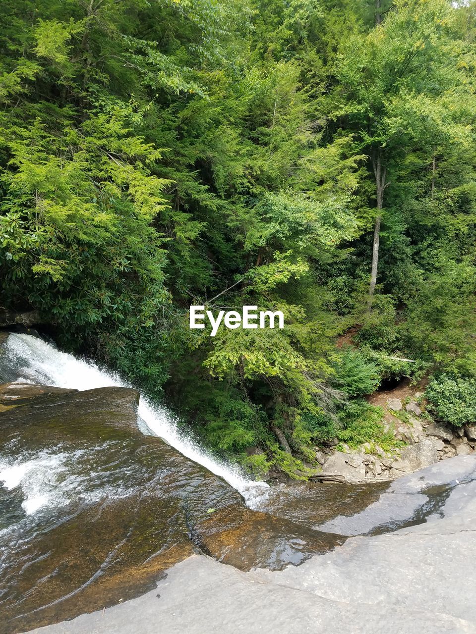 Scenic view of river amidst trees in forest