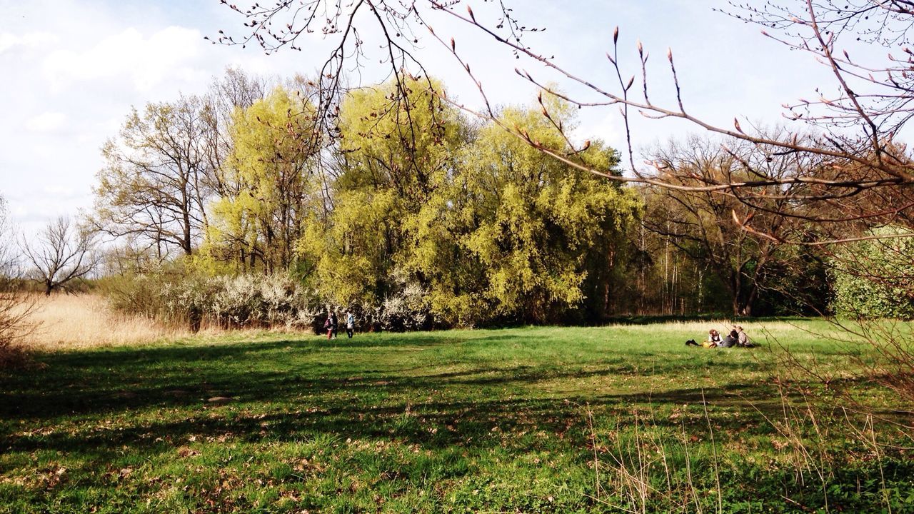 Trees on field in park