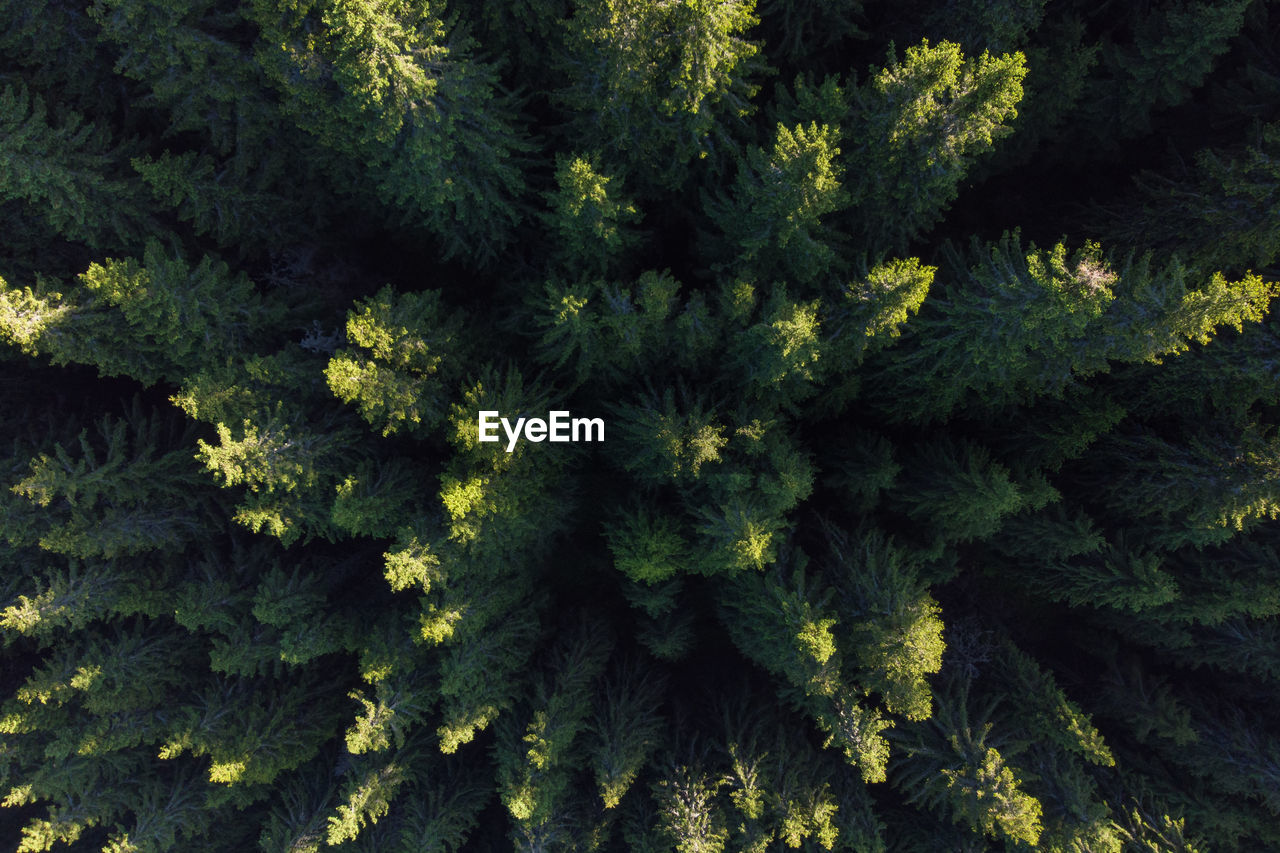 Aerial summer view of the green forest