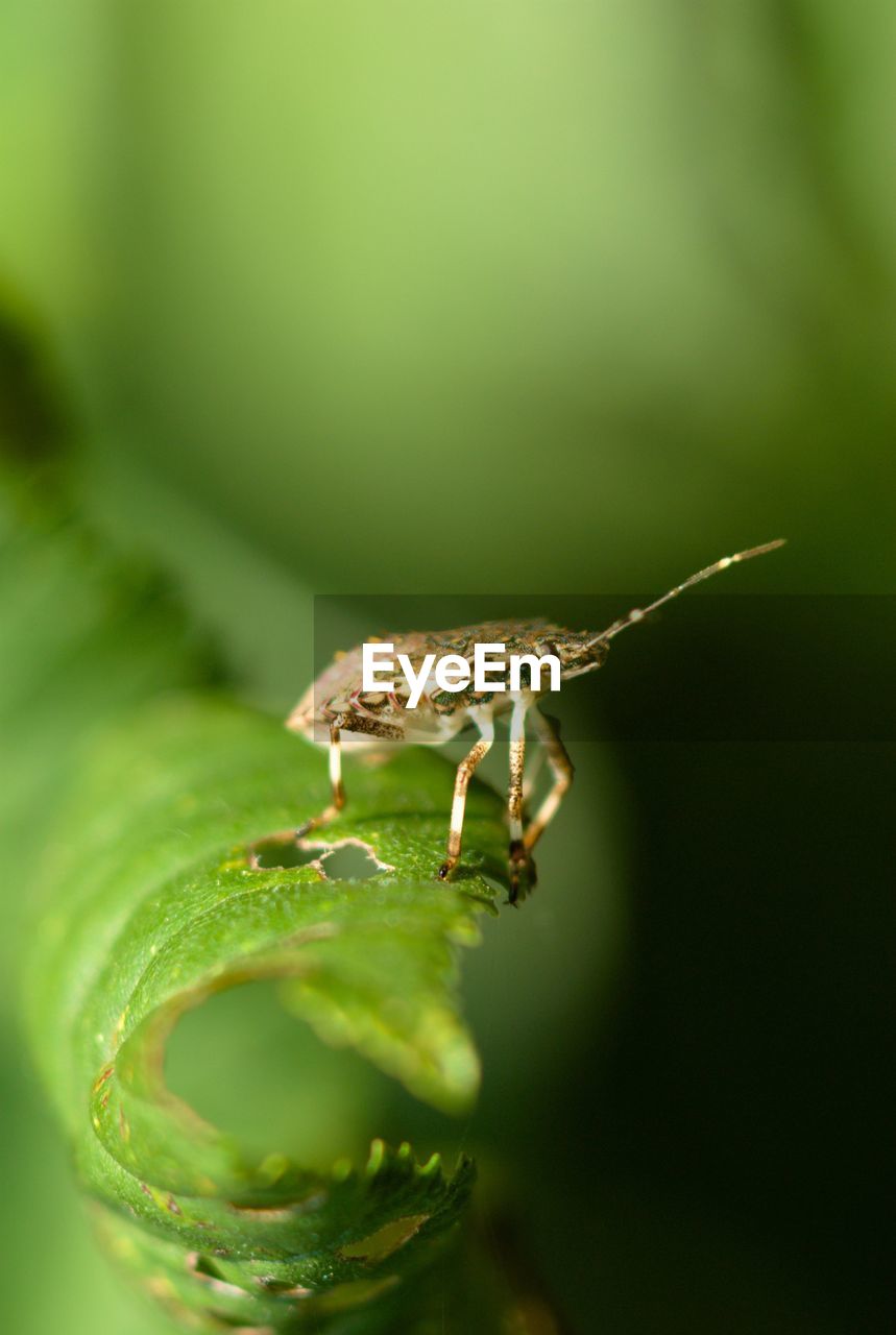 CLOSE-UP OF GRASSHOPPER