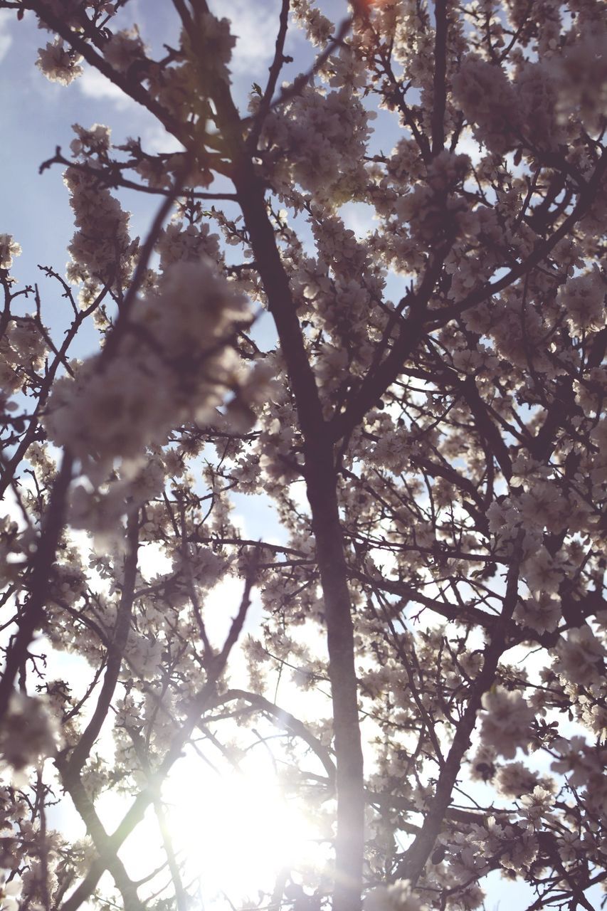 LOW ANGLE VIEW OF TREES AGAINST THE SKY