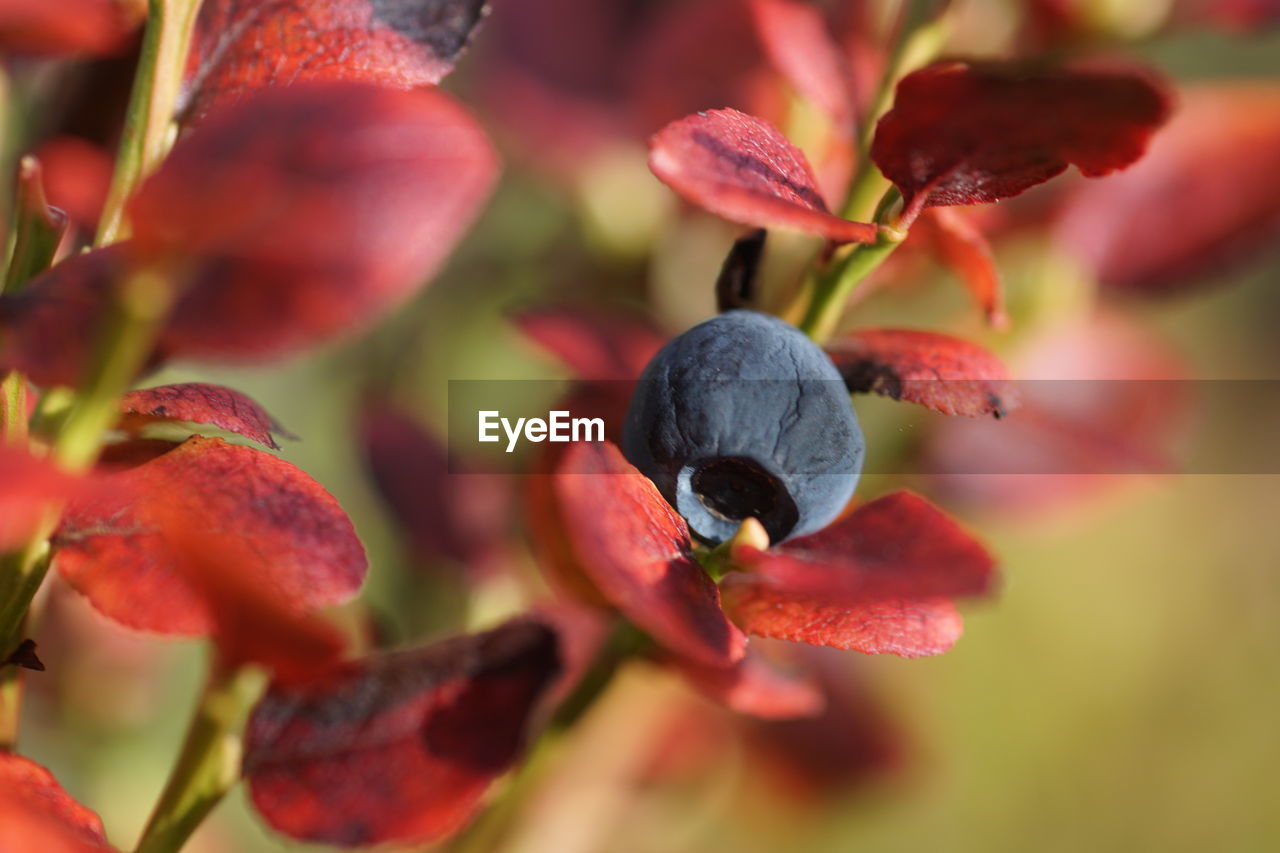 Close-up of blue berries on plant