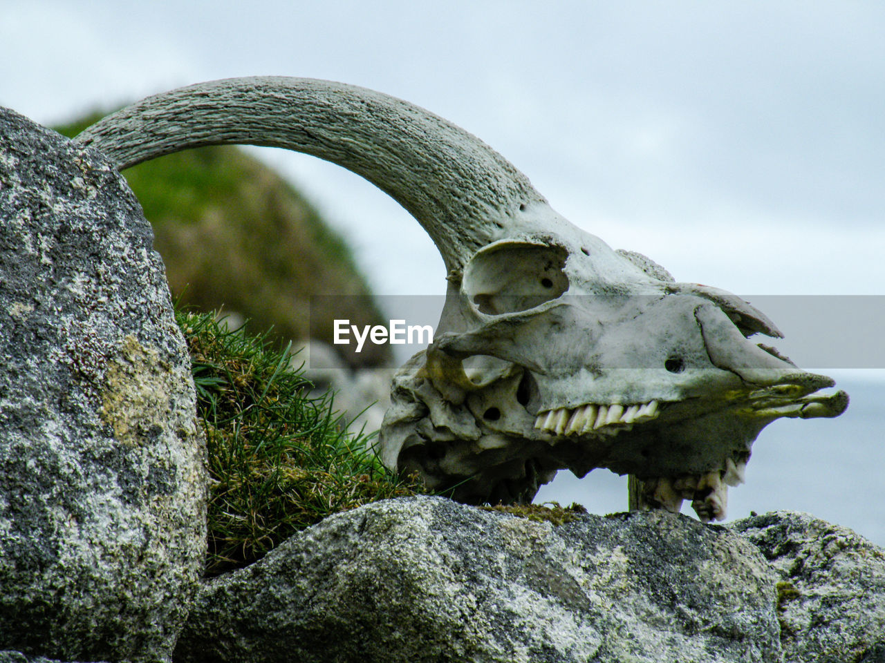 Close-up of deer skull on rock against sky