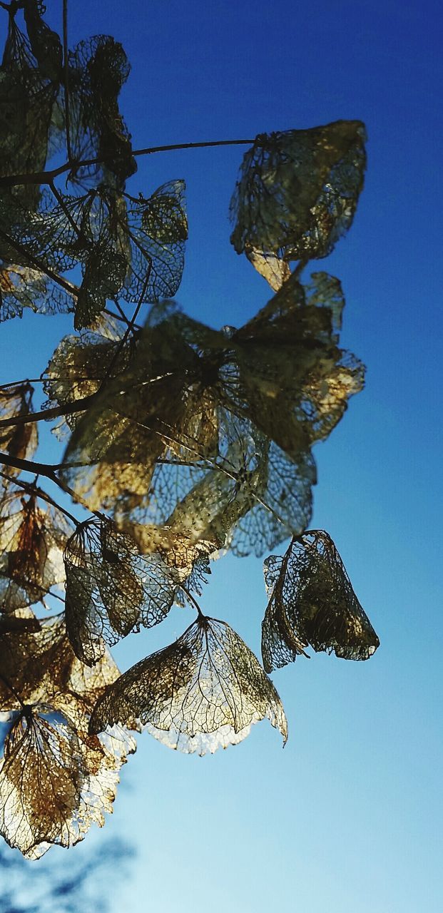 Low angle view of tree against clear blue sky