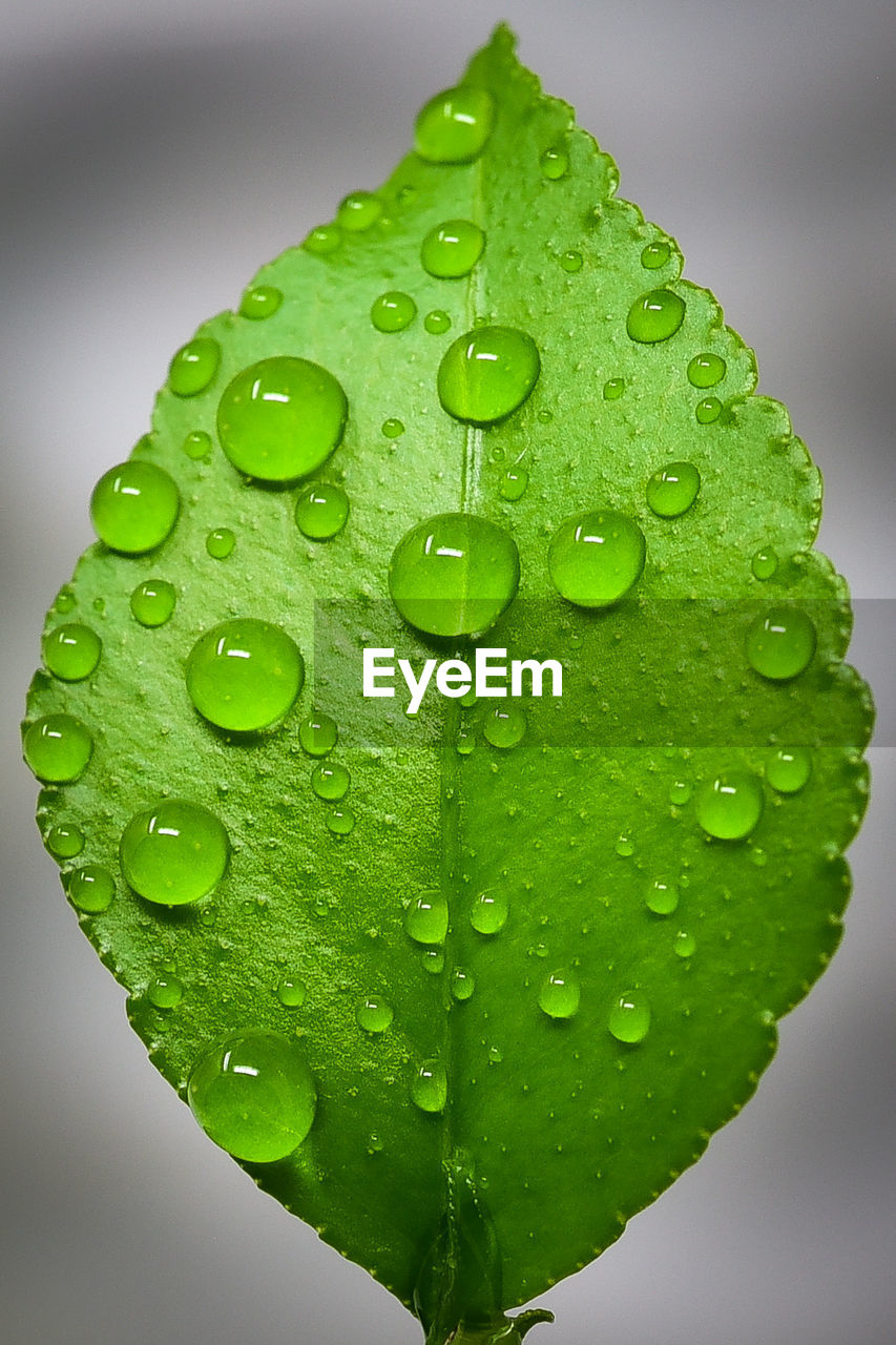 CLOSE-UP OF RAINDROPS ON LEAVES