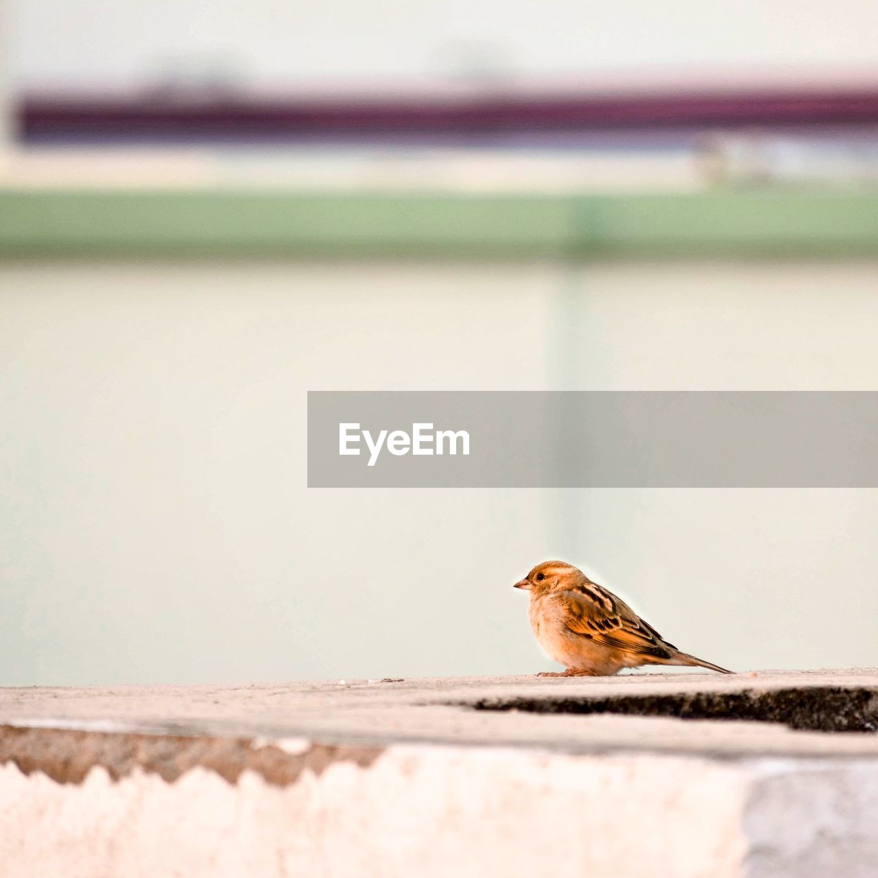 Close-up of bird perching on retaining wall