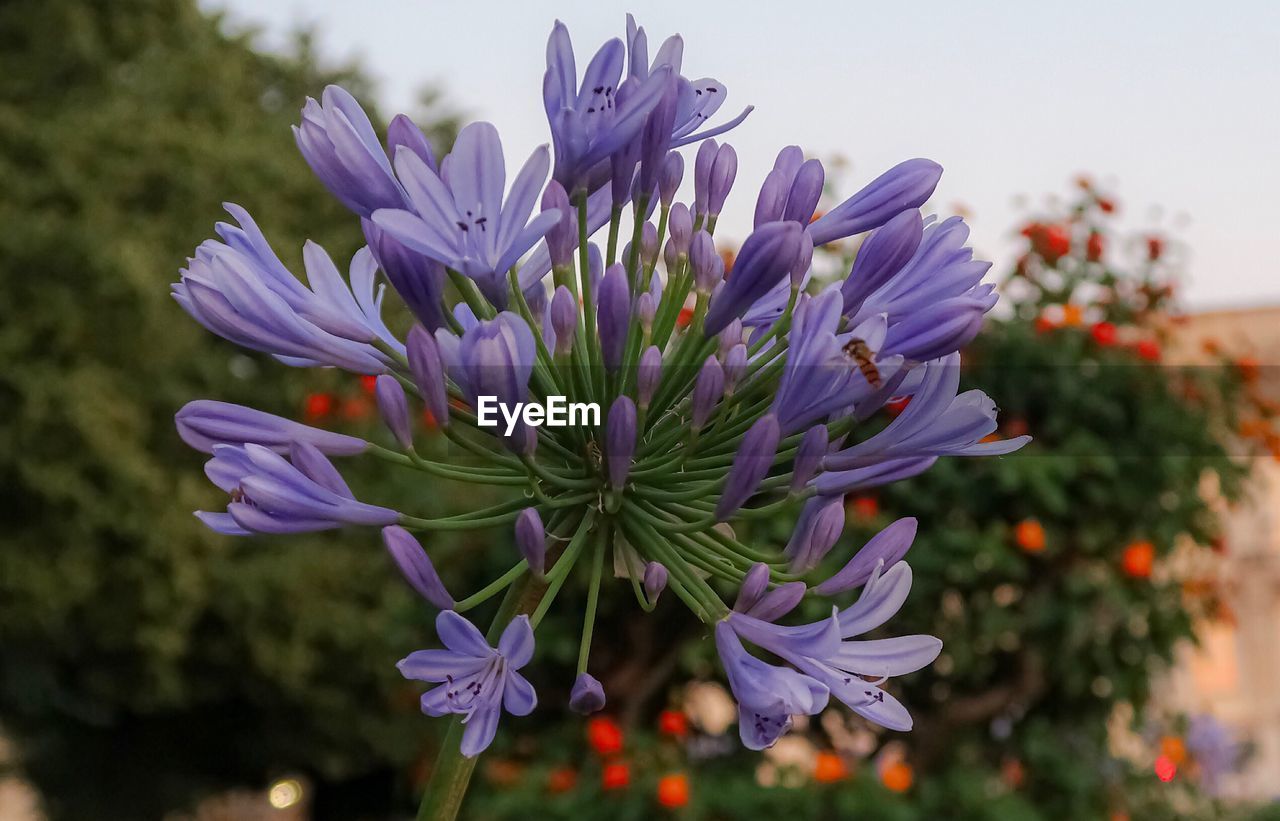 Close-up of purple flowering plant