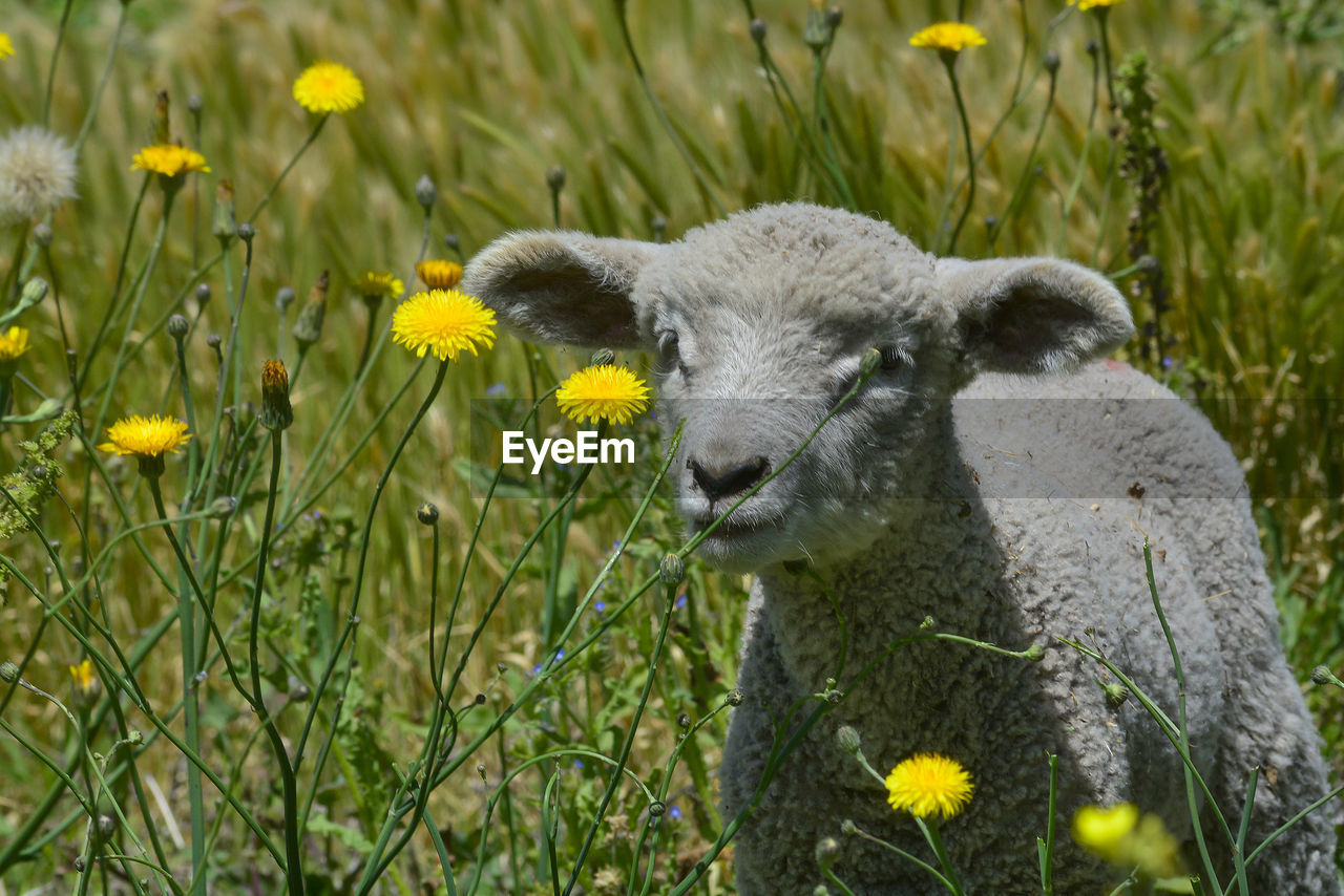 portrait of sheep on field